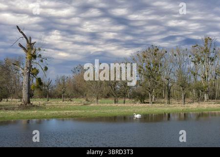 Hochwasser im Naturschutzgebiet Urdenbacher Kaempe in der Rheinaue, Düsseldorf Stockfoto