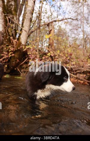 Ein schwarz-weißer Hund schwimmt in einem Fluss Stockfoto