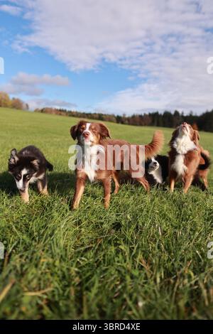 Vier Hunde stehen auf einem Feld, einer davon ist ein Husky Stockfoto