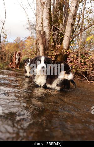 Eine Gruppe von vier Hunden schwimmt in einem Fluss Stockfoto