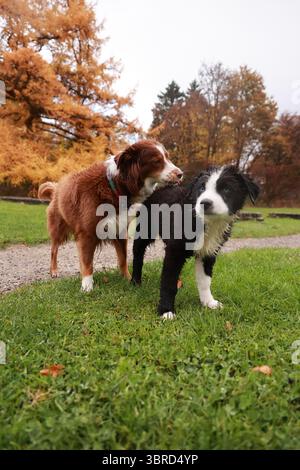 Zwei Hunde stehen auf einem grasbewachsenen Feld, ein brauner und ein schwarzer Stockfoto