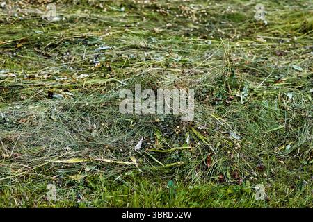 Frisch geschnittene Bergwiesen, die Mitte Juli in der Sonne trocknen, Schweizer Alpen. Stockfoto
