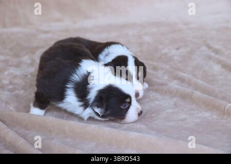 Zwei Welpen liegen auf einer Decke Stockfoto