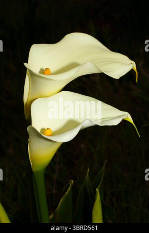 Zwei Blüten der Calla Lily (Zantedeschia aethiopica), Westkap, Südafrika Stockfoto