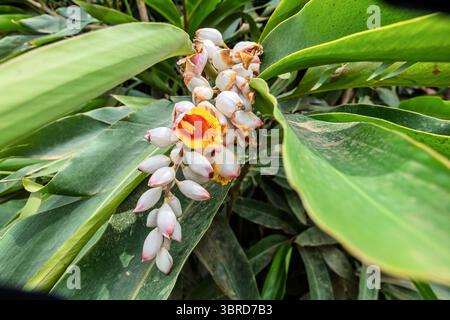 Shell-Ingwer, Alpinia zerumbet ist sowohl kulinarisch als auch medizinisch, Juayua, Sonsonate, El Salvador Stockfoto