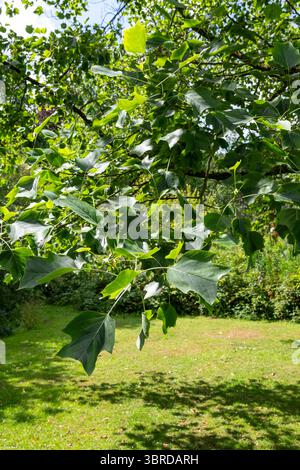 Tulpenbaum oder Liriodendron tulipifera im Hochsommer in einem Park in Großbritannien. Stockfoto