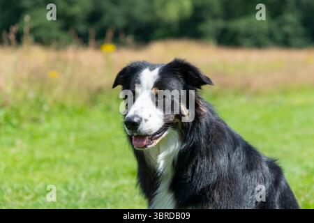 Wunderschöne junge Trikolore Border Collie draußen auf dem Land in der Sommersonne. Stockfoto