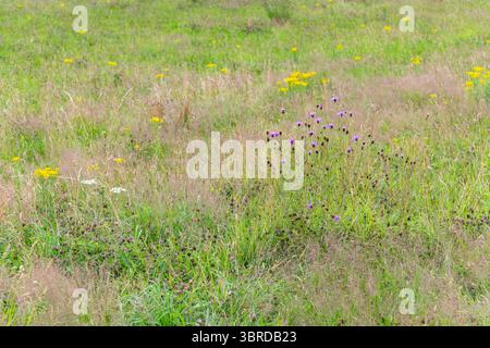 Wildblumenwiese im Woodbank Park in Stockport, Greater Manchester, England. Stockfoto
