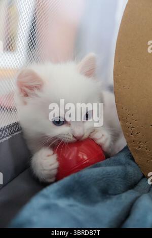 Ein Monat altes Ragdoll-Kätzchen, das mit einem Ball spielt. Hauskatze Stockfoto