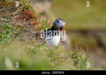 Ein bunter Papageientaucher sitzt auf einer grasbewachsenen Klippe am Raudanes Point und genießt die warme Sonne. Üppige grüne Vegetation umgibt diesen legendären Vogel und fängt das Wesen der atemberaubenden Küstenschönheit Islands ein. Stockfoto