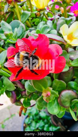 Eine Honigbiene mit Pollen sitzt auf einer großen roten Hibiskusblüte Stockfoto