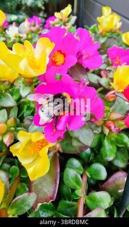 Eine Honigbiene mit Pollen darauf sitzt auf einer großen rosafarbenen Palisander-Blume. Stockfoto