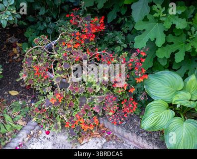 Leuchtend rot-orange blühende Begonia in einer Gartenkante, umgeben von üppig grünem Laub einschließlich Hosta- und Feigenblättern Stockfoto