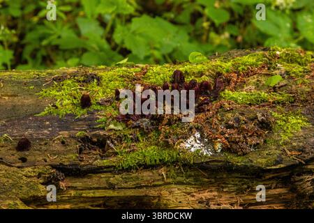 Ansammlung dunkelroter Pilze oder Schimmelpilze, die auf einem moosverrottenden Baumstamm im Bialowieza-Wald in Polen wachsen. Stockfoto