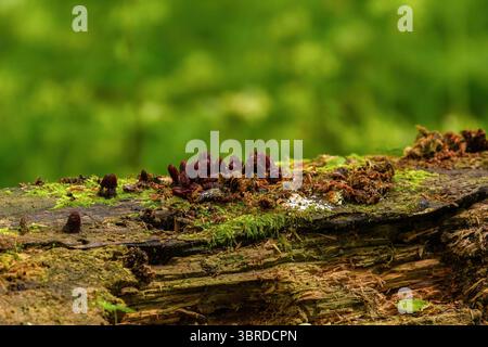 Ansammlung dunkelroter Pilze oder Schimmelpilze, die auf einem moosverrottenden Baumstamm im Bialowieza-Wald in Polen wachsen. Stockfoto