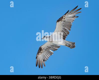Eastern Osprey im Cape Range National Park, Western Australia, Australien Stockfoto
