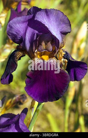 Eine dunkelviolette Irisblume vor dem Hintergrund der sonnigen Natur. Die hellen Farben und die zarte Textur werden durch natürliches Sonnenlicht betont und schaffen so eine gute Figur Stockfoto
