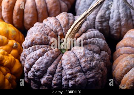Textur des Erbstücks Black Futsu Squash mit mehrfarbiger faltiger Oberfläche, Nahaufnahme. Erdige organische Details für kreative Herbsthintergründe oder Stillleben in der Küche Stockfoto