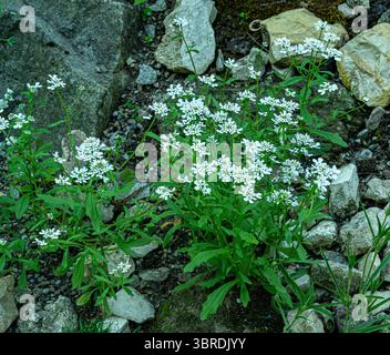 Wilde Schleifenblume (Iberis Amara) bittere Schleifenblume Blüte Stockfoto
