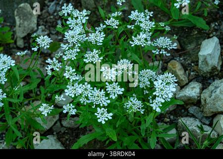 Wilde Schleifenblume (Iberis Amara) bittere Schleifenblume Blüte Stockfoto