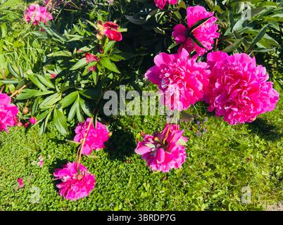 Wunderschöne rosafarbene Pfingstrosen blühen in einem üppig grünen Garten unter dem warmen Sonnenlicht. Stockfoto