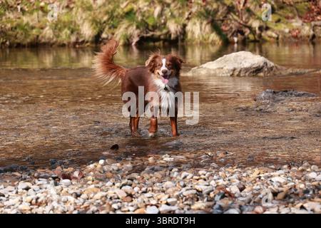 Ein brauner und weißer Hund steht in einem Gewässer Stockfoto