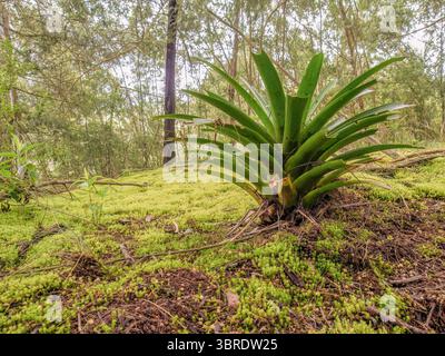 Bromelien wachsen auf moosbedecktem Boden in einem Wald in den östlichen Andengebirgen in Zentral-Kolumbien, in der Nähe des Naturschutzgebiets Iguaque. Stockfoto