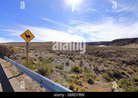 Ein Schild zum Überqueren des Lama lama lama auf der Straße in Bolivien Stockfoto