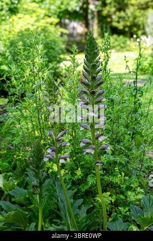 Früchte des Künstlers‘s acanthus (Acanthus Mollis). Botanischer Garten Kit Karlsruhe, Baden Württemberg, Deutschland, Europa Stockfoto