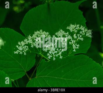 Gemeinsame Baldrian (Valeriana officinalis), Nahaufnahme der einzelnen Blüten des Blütenstandes. Stockfoto