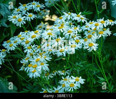 Nahaufnahme der echten Kamille Blume Heads Botanical Garten KIT Karlsruhe, Baden-Württemberg, Deutschland Stockfoto
