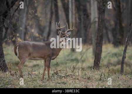 Ein Weißschwanzbock, der im Wald steht. Stockfoto