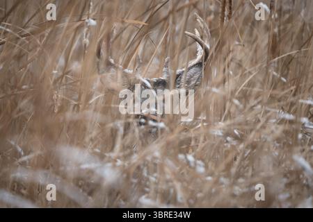 Ein großer Bock mit Schnee auf dem Geweih fügt sich an einem Wintertag in das hohe Gras ein. Stockfoto