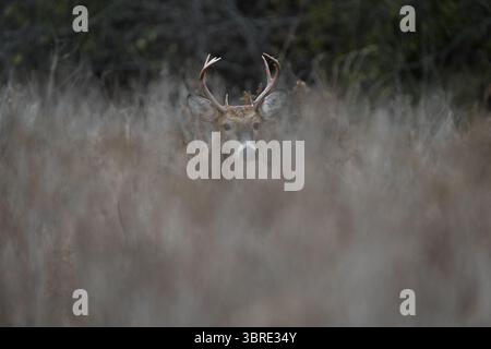 Ein junger Weißschwanzbock fügt sich in das hohe Gras ein. Stockfoto