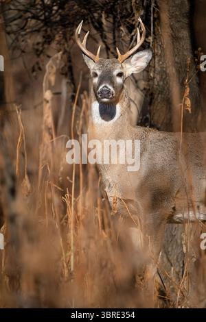 Ein junger Weißschwanzbock steht hoch im Sonnenlicht. Stockfoto