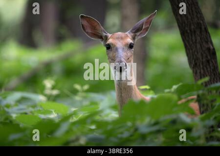 Ein Hirsch schaut an einem Sommertag vom Weiden im Wald auf. Stockfoto