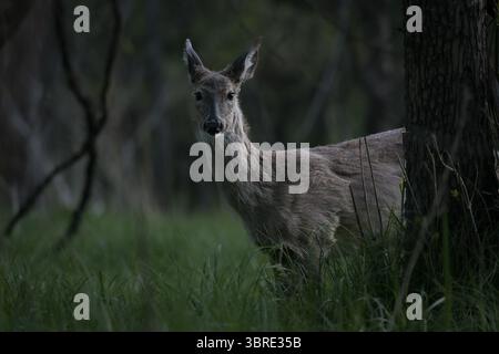 Ein Weissschwanzhirsch wandert durch das hohe Gras im Wald. Stockfoto