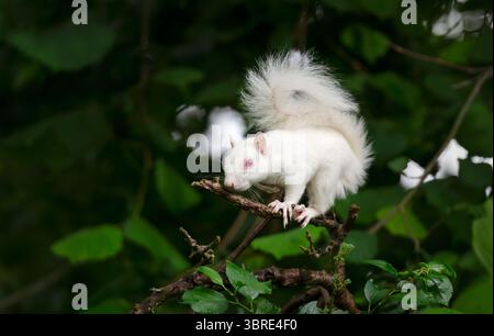 Ein Nahporträt eines albinograuen Eichhörnchens mit weißem Fell und rosa Augen auf einem Ast, Großbritannien. Stockfoto