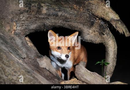 Ein bezauberndes Porträt eines jungen Fuchsjungen, der nachts in einem dunklen Wald neben einem umgestürzten Baum steht. Stockfoto