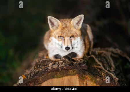 Porträt eines jungen Rotfuchses, der nachts in einem dunklen Wald auf einem umgestürzten Baum liegt. Stockfoto