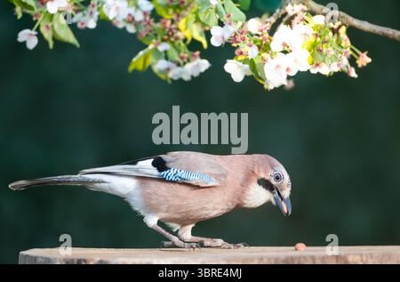 Nahaufnahme von Eurasian jay (Garrulus glandarius), der Nüsse auf einem Baumstumpf mit einem blühenden Kirschbaum im Hintergrund isst, Großbritannien. Stockfoto