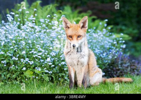 Nahaufnahme eines niedlichen Rotfuchses, der ruhig auf grünem Gras in einem Garten sitzt, mit blühenden Vergissmeinsblumen im Hintergrund, Großbritannien. Stockfoto