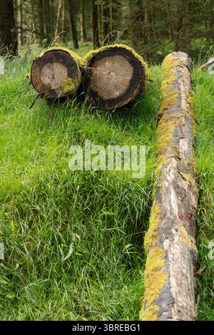 Zwei frisch geschnittene Baumstümpfe und ein mit Moos bedeckter, gefallener Baumstamm ruhen auf einem hellgrünen, grasbewachsenen Waldboden, der die Waldbewirtschaftung oder Natur symbolisiert Stockfoto