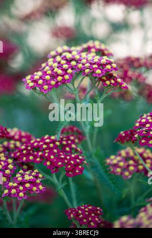 Rote gewöhnliche Schafgarbe Blüten. Zierpflanze Achillea millefolium (Paprika) in Blüte im Garten. Stockfoto
