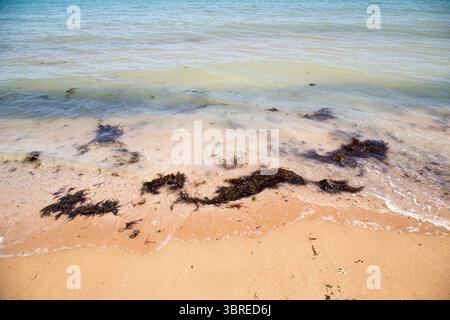 Botany Bay eine abgeschiedene Bucht, zwischen Margate und Broadstairs gelegen, mit atemberaubendem Blick auf die weißen Klippen und das Meer Stockfoto