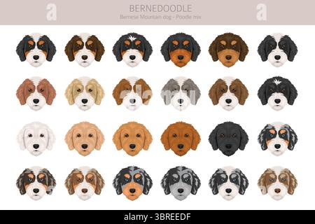 Bernedoodle Dog Mix Clipart. Alle Lackfarben festgelegt. Berner Mountain Dog Pudel Mix. Vektorillustration Stock Vektor