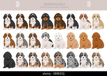 Bernedoodle Dog Mix Clipart. Alle Lackfarben festgelegt. Berner Mountain Dog Pudel Mix. Vektorillustration Stock Vektor