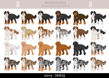 Bernedoodle Dog Mix Clipart. Alle Lackfarben festgelegt. Berner Mountain Dog Pudel Mix. Vektorillustration Stock Vektor