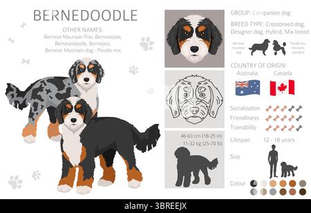 Bernedoodle Dog Mix Clipart. Alle Lackfarben festgelegt. Berner Mountain Dog Pudel Mix. Vektorillustration Stock Vektor