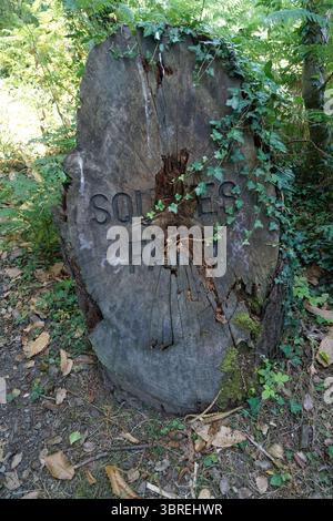 Verwitterter Baumstumpf mit Überwuchs in einer natürlichen Waldlandschaft. Dorking, England Stockfoto